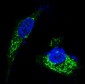 Anti-BDNF Rabbit Monoclonal Antibody